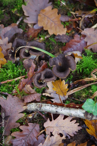 trompettes de la mort