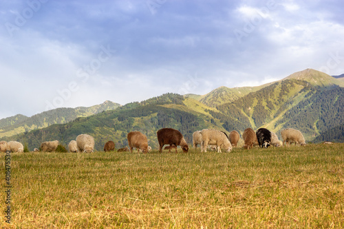 Flock of sheep chews grass at central asian jailau. Calm evening in the mountains. photo