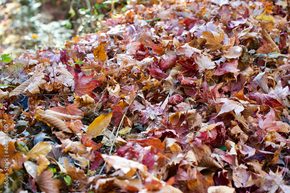 Obraz premium Fallen autumn leaves at Mt. Mitake in Japan.