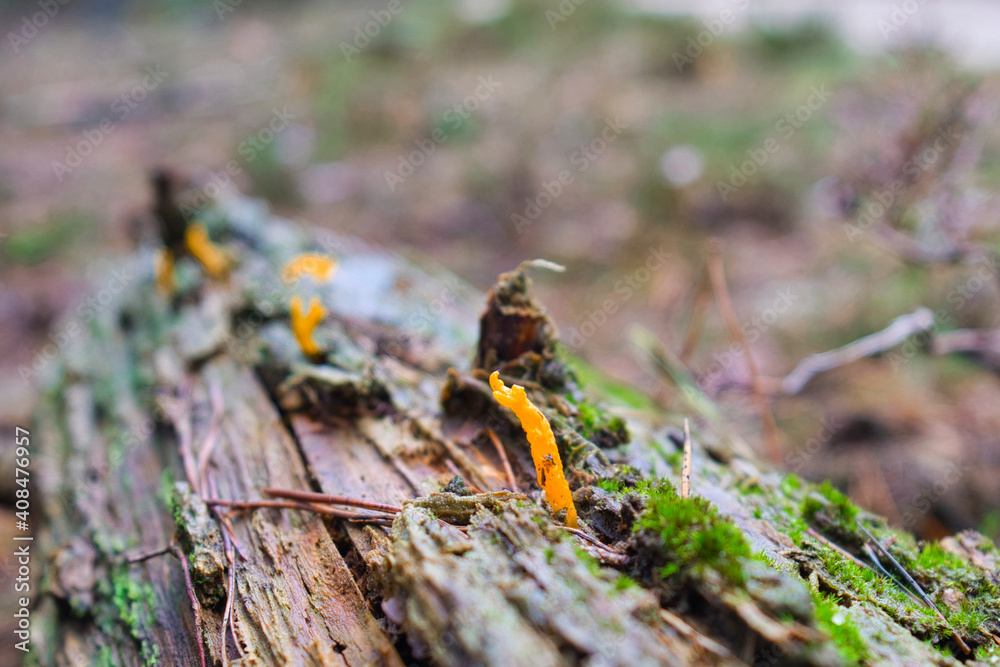 mushroom on a tree mushroom on a tree