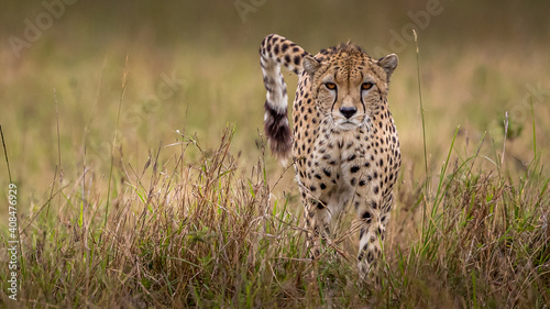 Canvastavla cheetah in Masai Mara national reserve