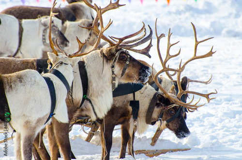 Reindeer in harness, close-up, after the race