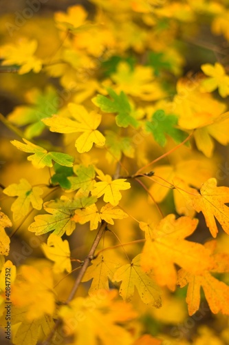 yellow maple autumn leaves background