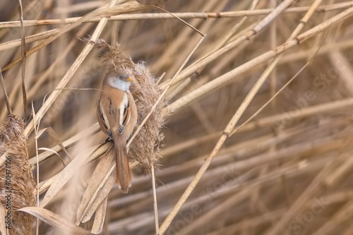 Close up image of bearded reedling female, an orange brown bird with grey face, yellow beak and long tail, holding on dry brown reeds. photo