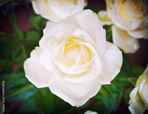 white rose flower top view closeup in the garden  dark vignetting filtered image