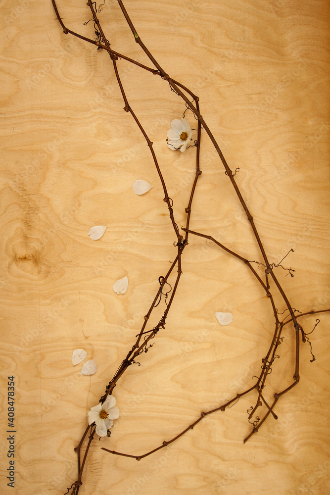 Fototapeta premium White flowers with the dark vine laying on the wooden background. The concept is simplicity