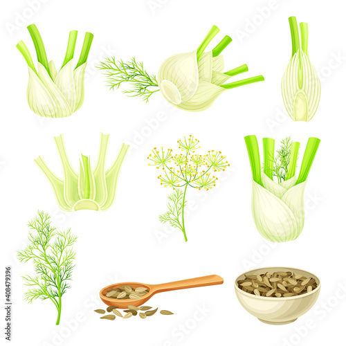Florence Fennel or Finocchio with Swollen, Bulb-like Stem and Small Fruits Vector Set