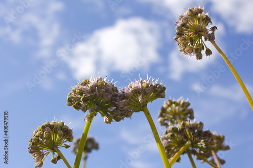 low view Chives with Flowers in the blue sky background.