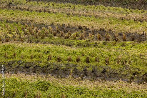 Harvested rice fields in the autumn.