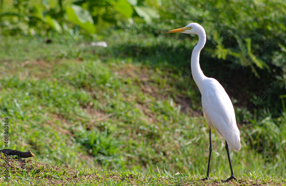 Great Egret, Common Egret, Great White Heron at Sri Lanka.The great egret (Ardea alba), also known as the common egret fishing in the shallow lagoon. Great Egret, Common Egret, Great White Heron at Sri Lanka.The great egret (Ardea alba), also known as the common egret fishing in the shallow lagoon.
