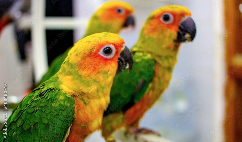 Baby sun conure parrot at a shop for sale.