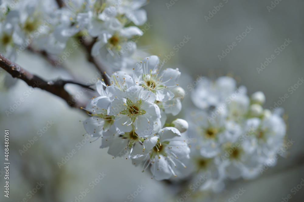すももの花 すももの花