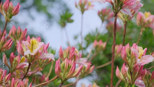 Roseshell Azalea in bloom. Rhododendron prinophyllum flowers blooming rosy pink. photo