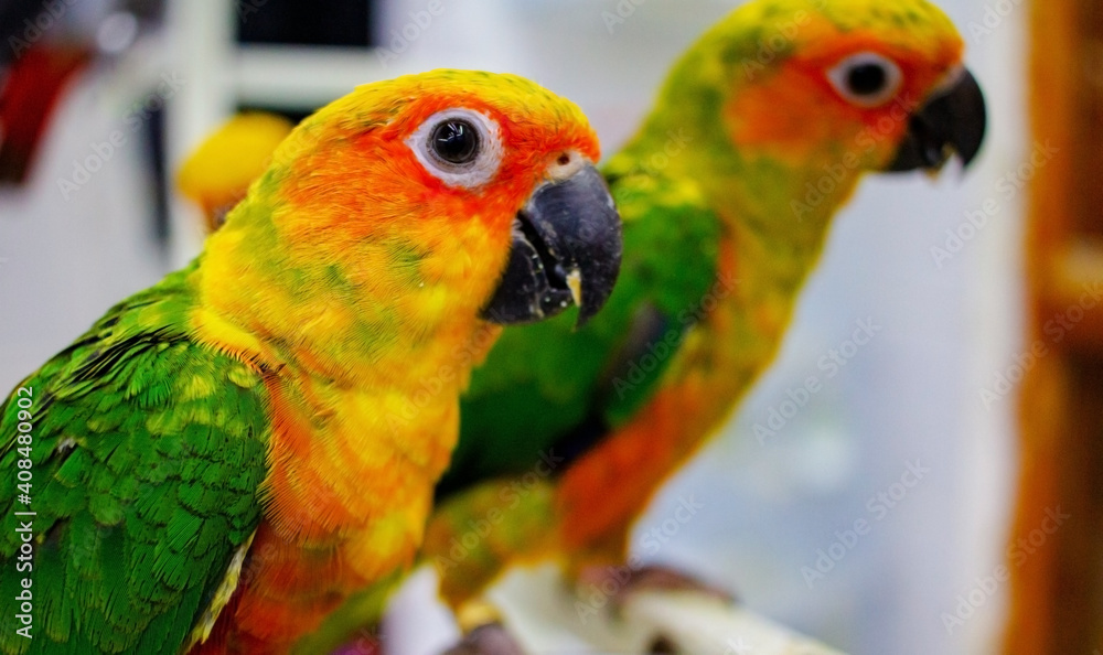 Obraz premium Baby sun conure parrot at a shop for sale.