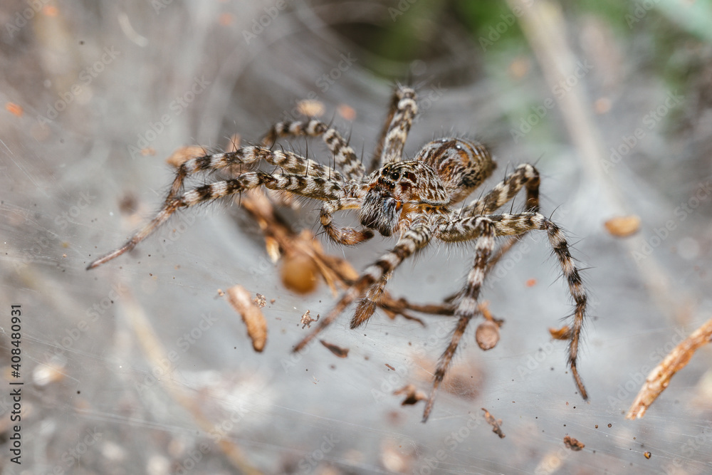 macro of a spider macro of a spider