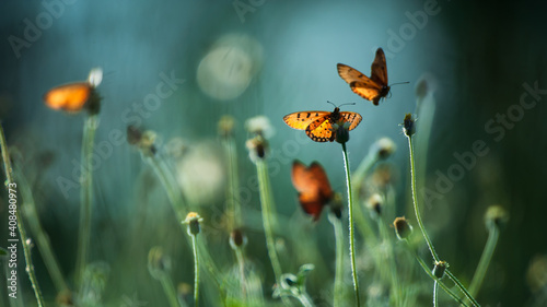 Fotografia Monarch butterflies pollination on flowers fields.