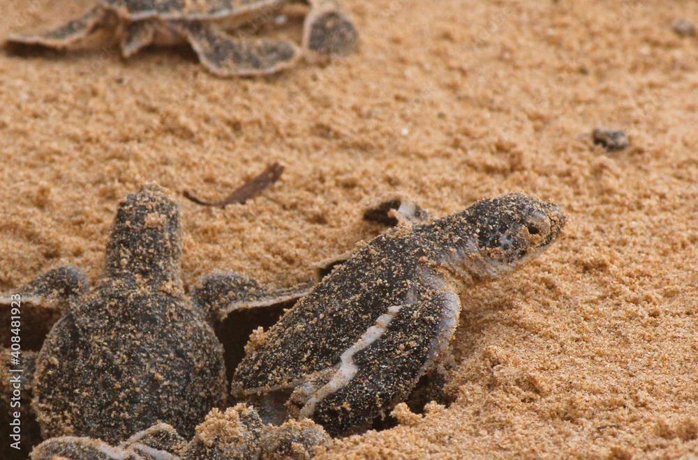 Loggerhead baby sea turtles hatching in a turtle farm in Sri Lanka ...