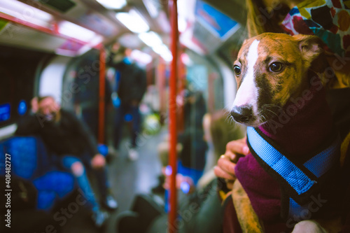 Photography Puppy on the tube