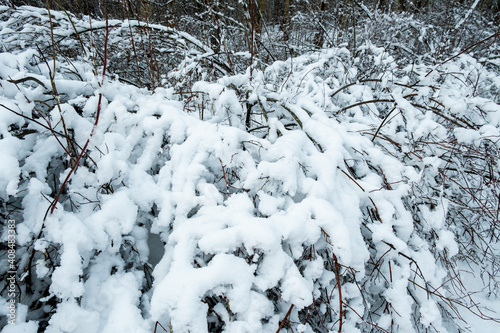 Beautiful atmospheric winter landscape. Snow covered trees in the forest. Winter nature background.