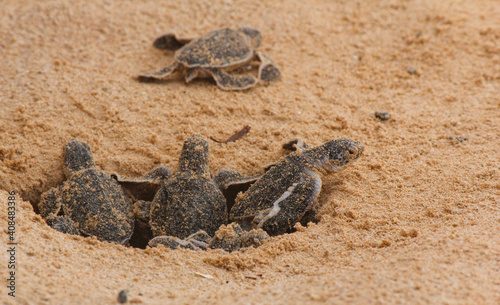 Loggerhead baby sea turtles hatching in a turtle farm in Sri Lanka  Hikkaduwa.