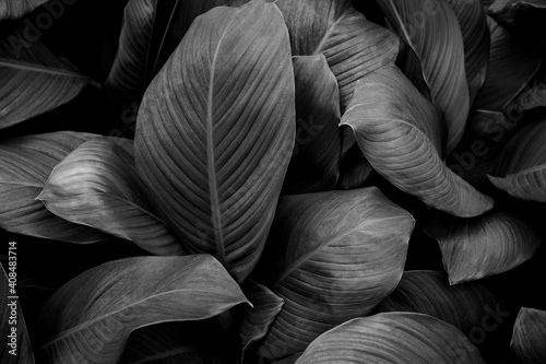 leaves of Spathiphyllum cannifolium, abstract monochrome texture, nature background, tropical leaf