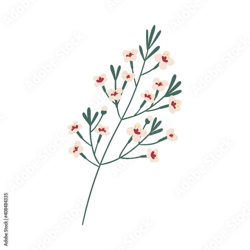 Delicate wax flower branch. Chamelaucium twig floral botanical element. Colorful flat vector illustration isolated on white background