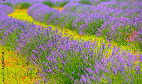 Close up bushes of lavender purple aromatic flowers