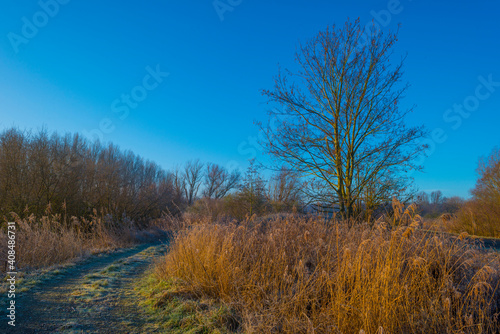 Trees and reed in a frozen misty field in wetland below a foggy blue sky in sunlight in winter, Almere, Flevoland, The Netherlands, January 25, 2021