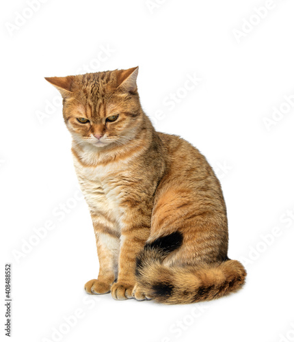 Scottish shorthair cat. Animals or pets concept. British Shorthair Kitten Isolated. Cute cat Scottish Straight sitting isolated on white background. 
