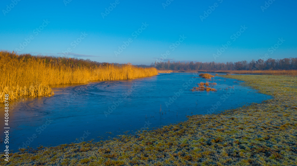 Reed along the misty sunny edge of a frozen lake in wetland in foggy sunlight below a blue sky in winter, Almere, Flevoland, The Netherlands, January 25, 2021