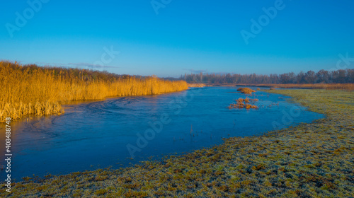 Reed along the misty sunny edge of a frozen lake in wetland in foggy sunlight below a blue sky in winter, Almere, Flevoland, The Netherlands, January 25, 2021