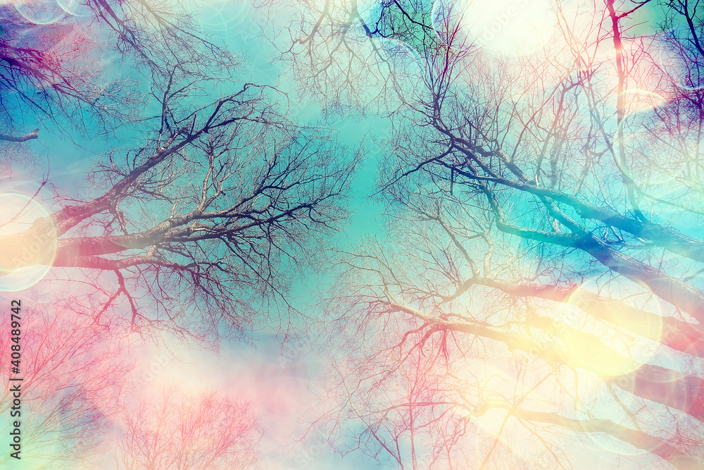 branches autumn top background / abstract seasonal sky background branches autumn top background / abstract seasonal sky background