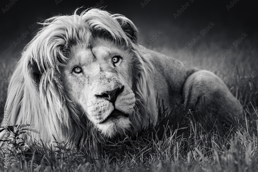 Large white male lion (Panthera leo) portrait in black and white close-up highly focused fine art. Stock