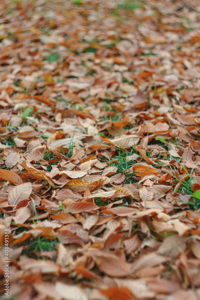 Autumn orange leaves on the ground Autumn orange leaves on the ground