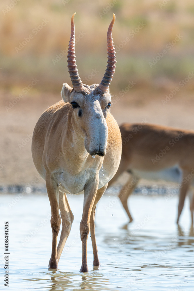 Portrait of male Saiga antelope or Saiga tatarica
