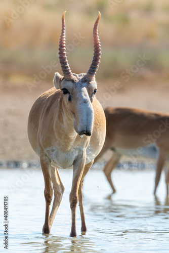 Obraz na płótnie Portrait of male Saiga antelope or Saiga tatarica w salonie