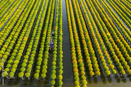 Cuc Mam Xoi or Chrysanthemum flower field, Sa Dec town. This is a very beautiful flower and on the occasion of the Lunar New Year
 photo