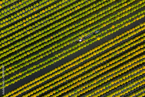 Cuc Mam Xoi or Chrysanthemum flower field, Sa Dec town. This is a very beautiful flower and on the occasion of the Lunar New Year
 photo