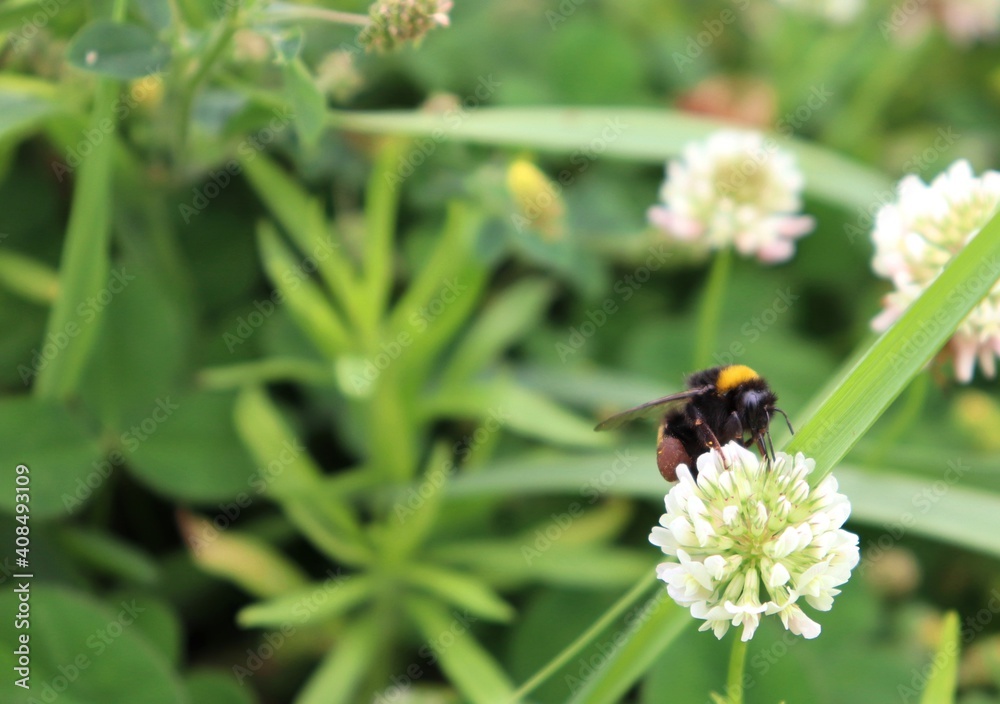Macro bumblebee pollinating white blooming Clover flower. Bombus humblebee on trefoil blossom. Carder bee with pollen baskets full. Closeup, detail, bokeh blur background, copy space Macro bumblebee pollinating white blooming Clover flower. Bombus humblebee on trefoil blossom. Carder bee with pollen baskets full. Closeup, detail, bokeh blur background, copy space