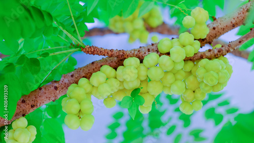 Closeup star gooseberry or Phyllanthus acidus on star gooseberry photo