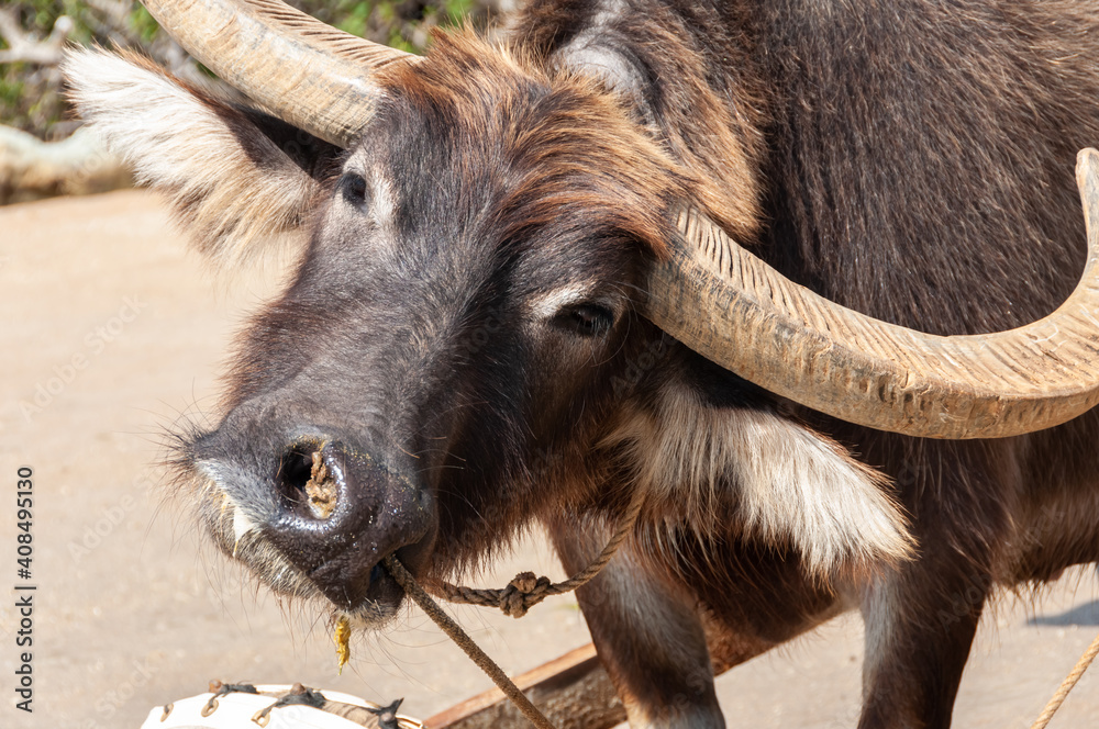 Water Buffalo with long horns looking straight at the camera with hair shining in the sun. Yubu island. Water Buffalo with long horns looking straight at the camera with hair shining in the sun. Yubu island.
