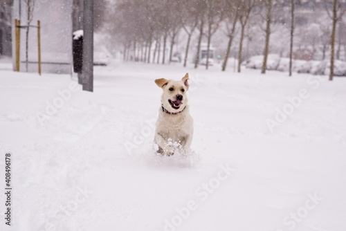 Happy dog running on the snow
