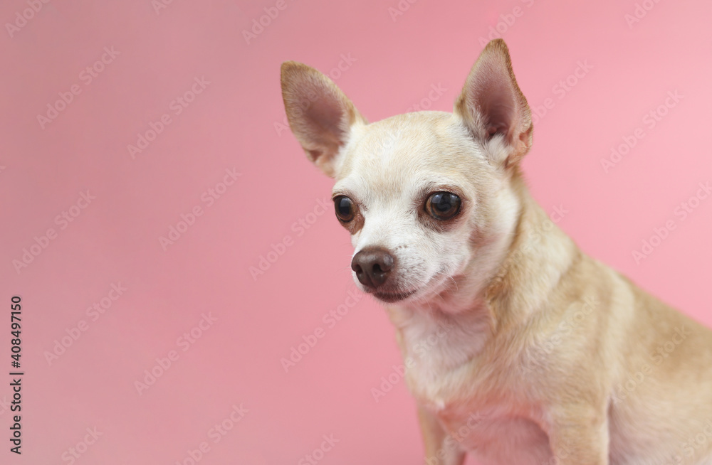 brown Chihuahua dog on pink background, looking away. Pet emotion concept. brown Chihuahua dog on pink background, looking away. Pet emotion concept.