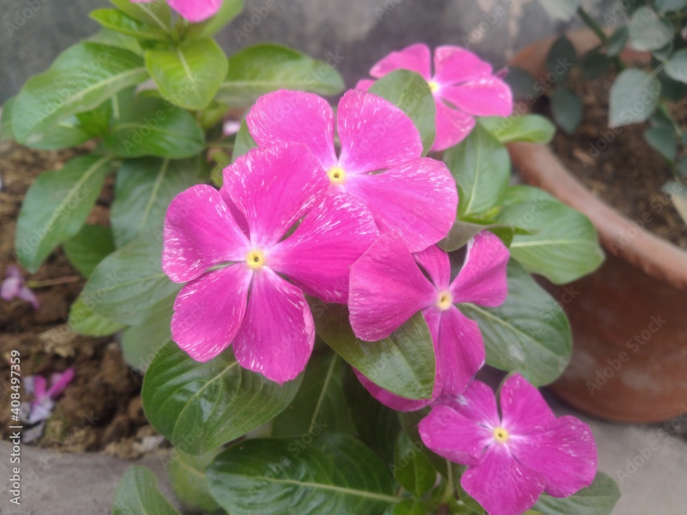 Purple periwinkle Flower Purple periwinkle Flower