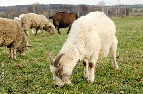 sheeps and goats grazing in grass in the park