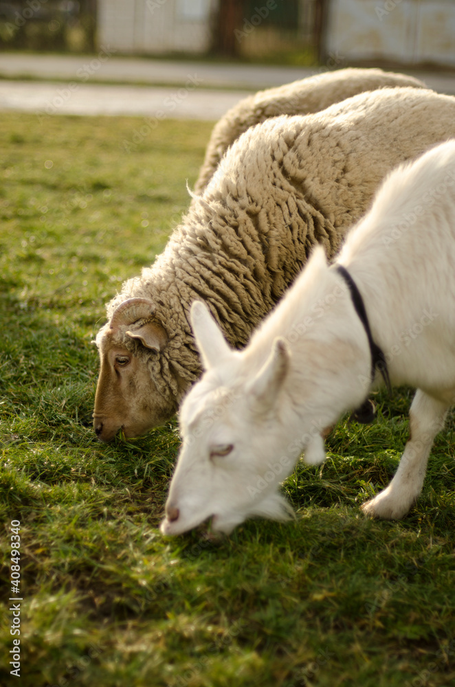 Fototapeta premium sheeps and goat grazing in grass in the park