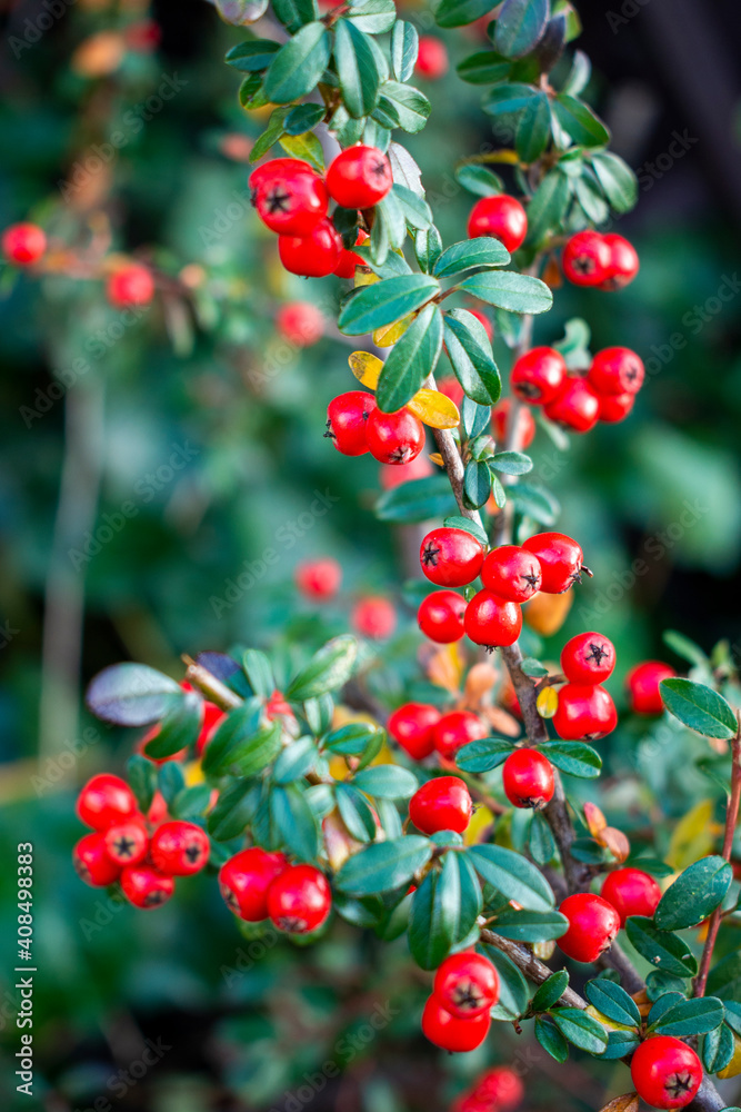 Piece of Scandinavian cotoneaster twig with vibrant red berry fruits in the warm sunny fall garden Piece of Scandinavian cotoneaster twig with vibrant red berry fruits in the warm sunny fall garden
