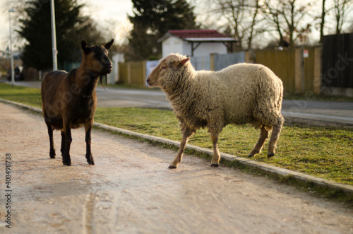 brown goat and sheep on the path in the park
