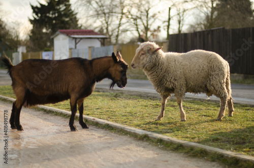 Fototapeta Naklejka Na Ścianę i Meble -  brown goat and sheep on the path in the park