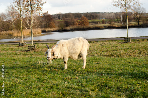 white goat grazes on the grass in the park